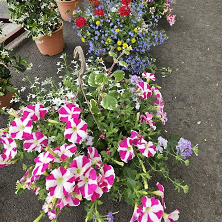 Fleuriste à Fresnes : pot Pétunia