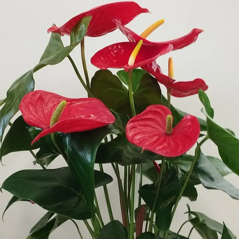 L'Artisan Floral Parisien : bouquet 6 anthuriums