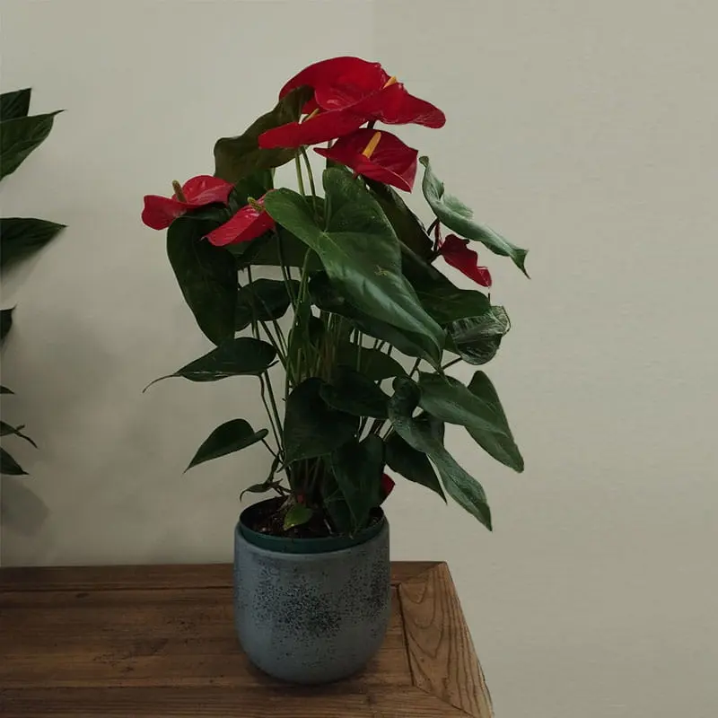 anthurium-3