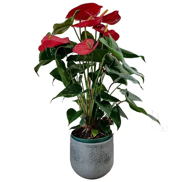 L'Artisan Floral Parisien : bouquet anthurium,