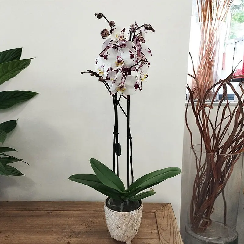 Fleuriste à Fresnes : Orchidées en pot