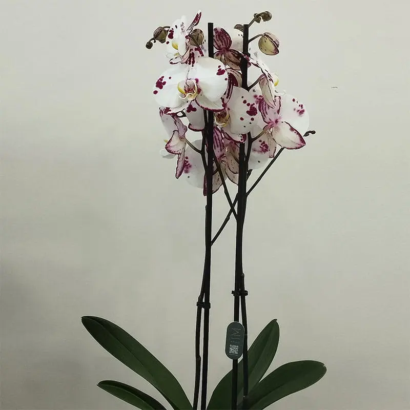 4 Orchidées en pot Fleuriste Fresnes