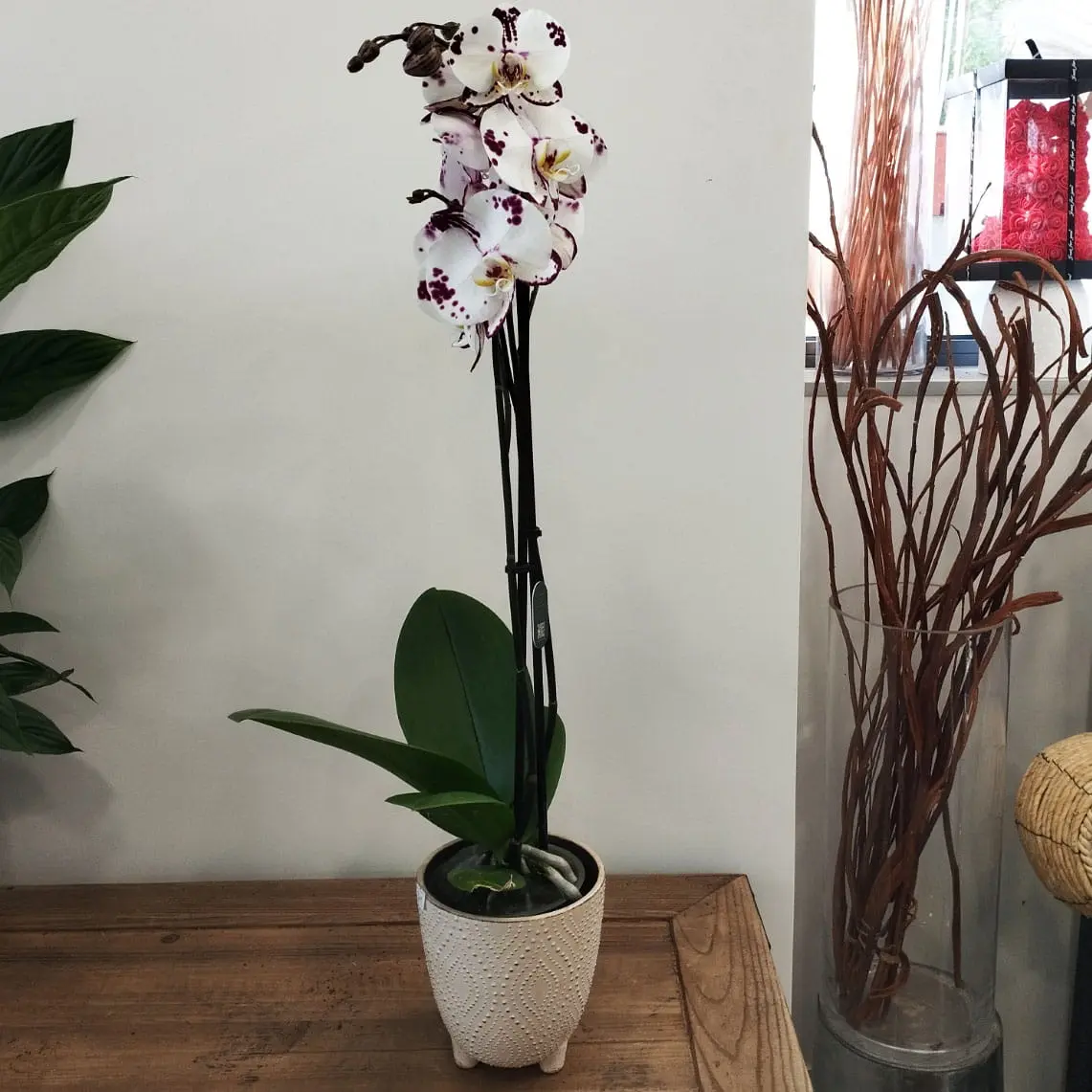 L'Atelier Floral Parisien, Fleuriste Fresnes : 4 Orchidées blanches et violettes