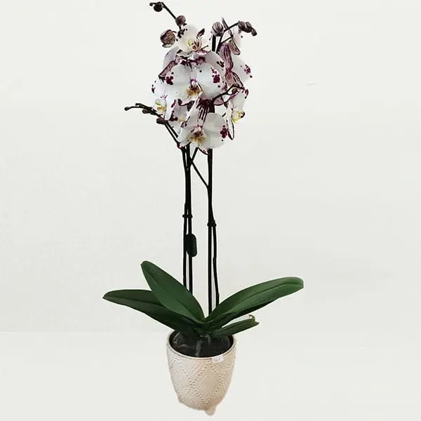 Artisan Fleuriste à Fresnes : Orchidées en pot