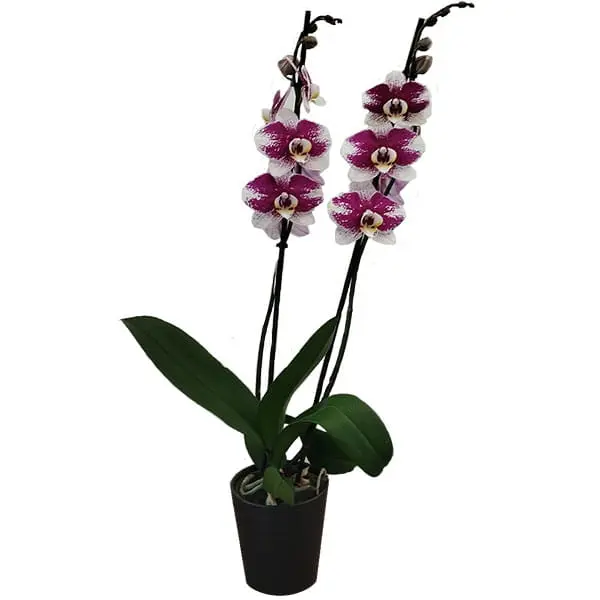 L'Artisan Floral Parisien : Orchidées hybrides en pot