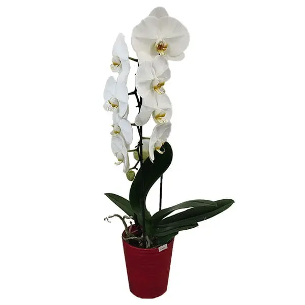 Orchidée Phalaenopsis blanche, fleuriste Fresnes