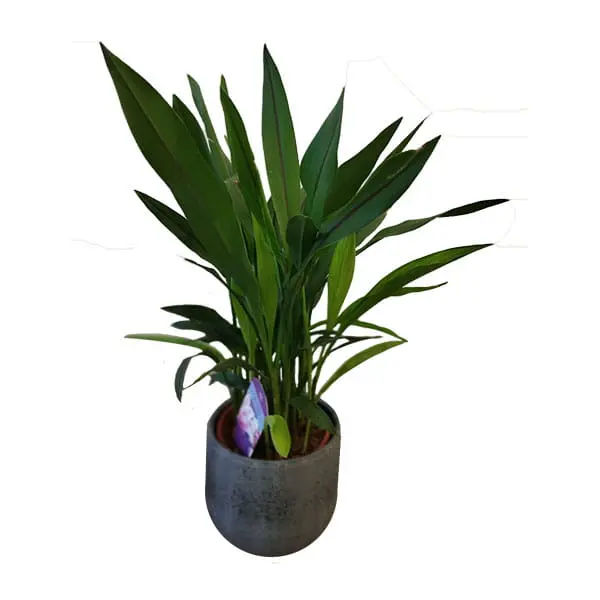 L'Artisan Floral Parisien, Fresnes : Areca Palm en pot