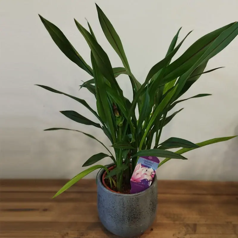 L'Artisan Floral Parisien, Fresnes - plante verte : Areca Palm