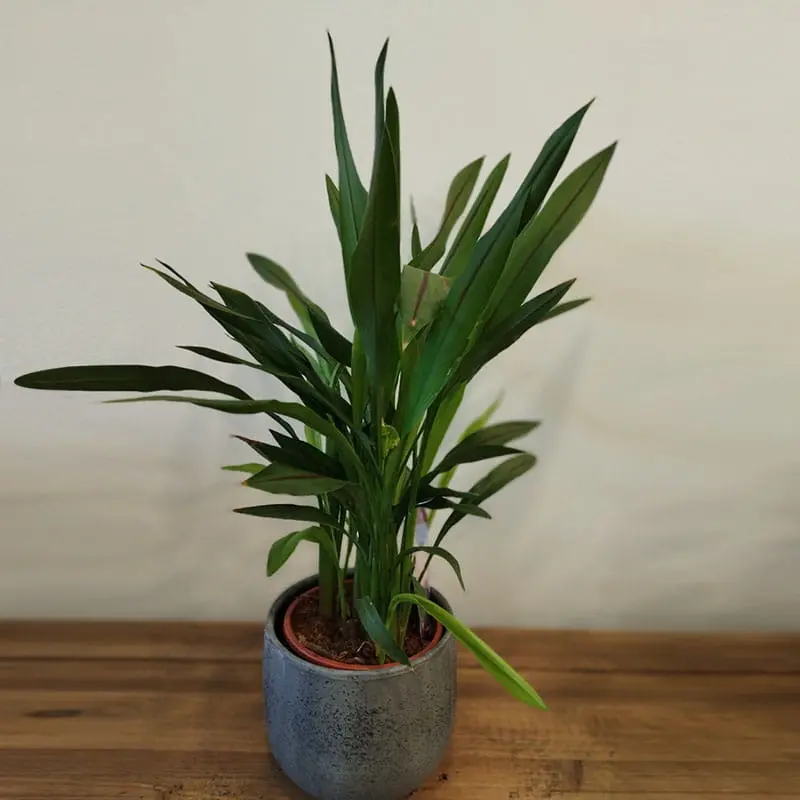 L'Artisan Floral Parisien, Fresnes - plante en pot : Areca Palm