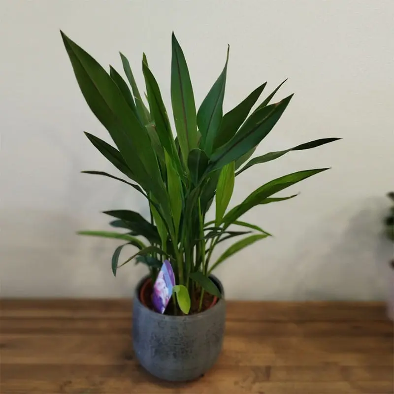 L'Artisan Floral Parisien, Fresnes - plante verte en pot : Areca Palm