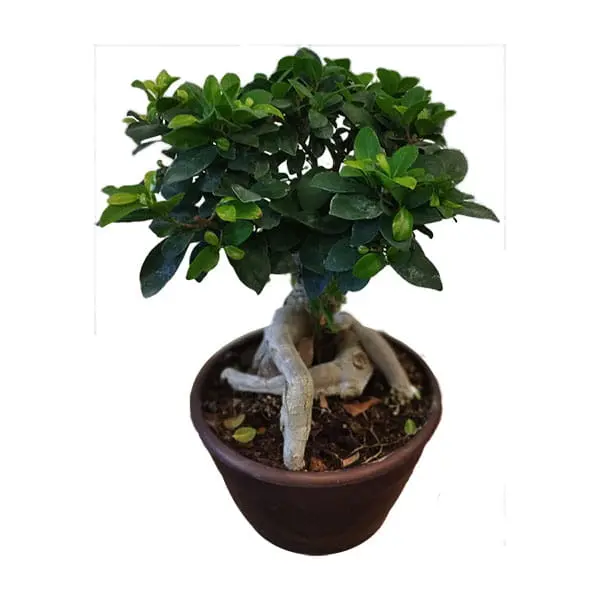 L'Artisan Floral Parisien, Fresnes : bonsaï ficus en pot