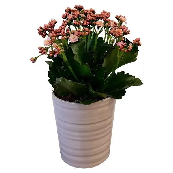 L'Artisan Floral Parisien, Fresnes : pot Calandiva