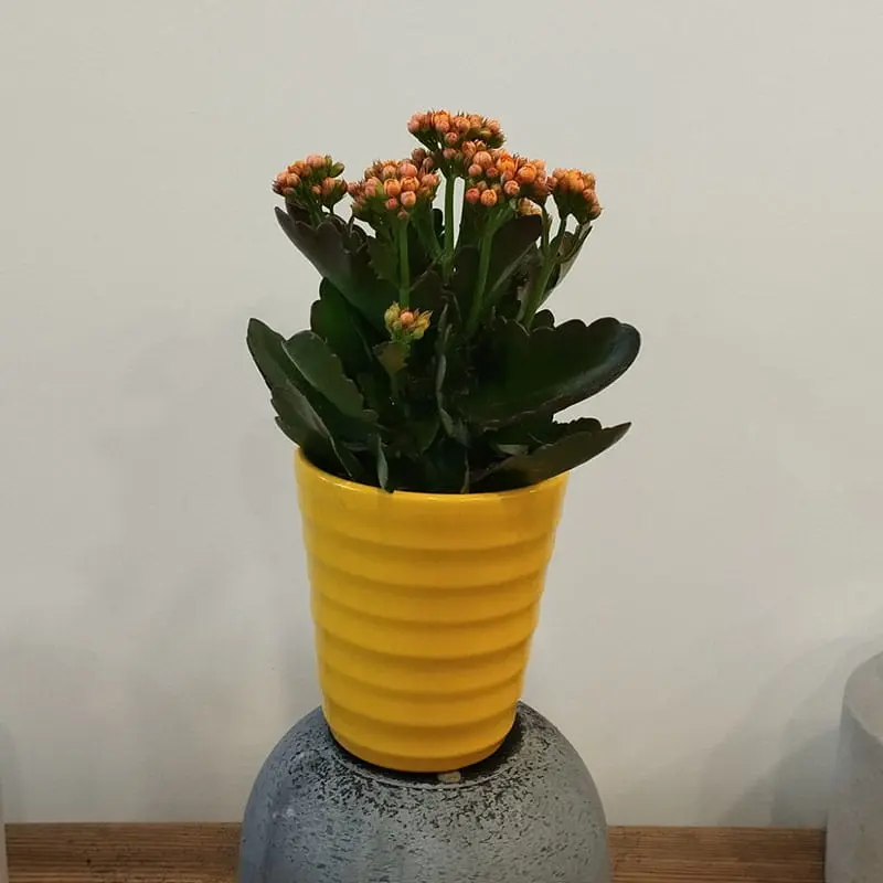 L'Artisan Floral Parisien, Fresnes : pot Calandiva couleur au choix