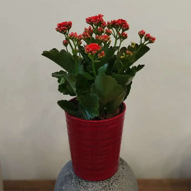 L'Artisan Floral Parisien, Fresnes : Calandiva en pot