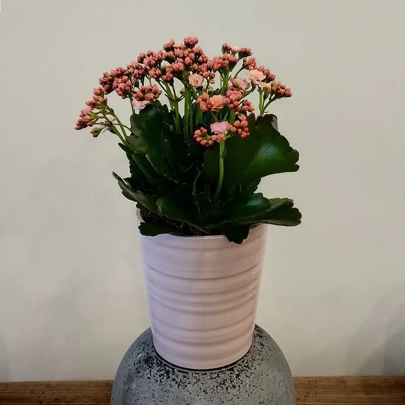 L'Artisan Floral Parisien, Fresnes : pot Calandiva orange, jaune, rose
