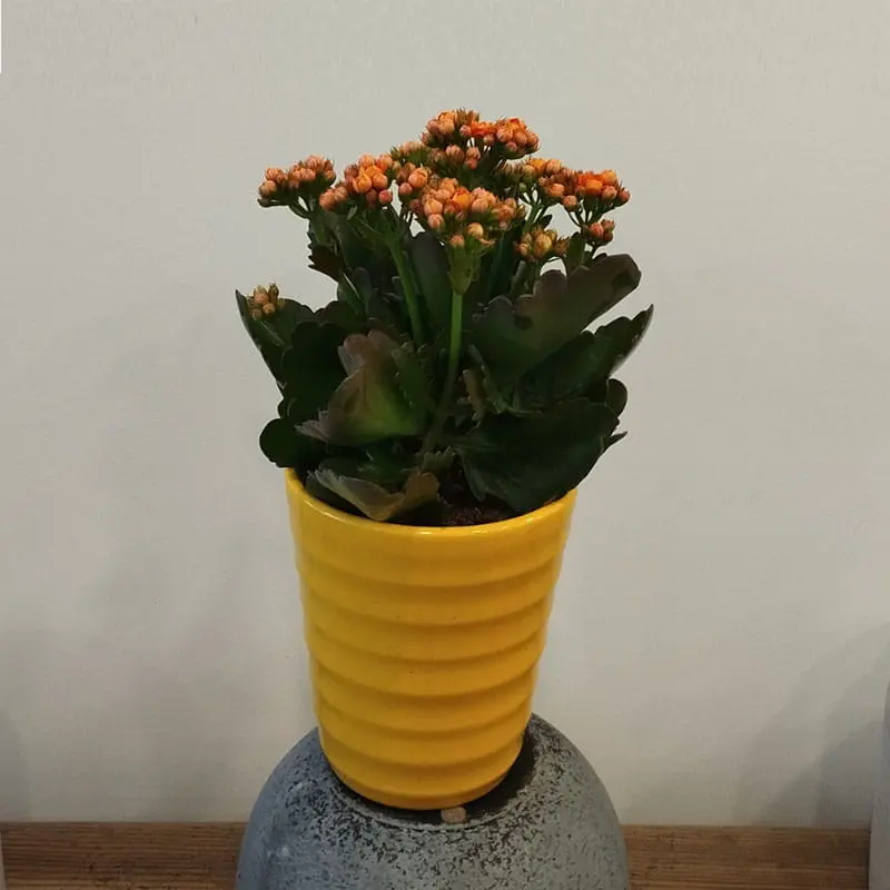 L'Artisan Floral Parisien, Fresnes : Calandiva en pot, orange, jaune, rose