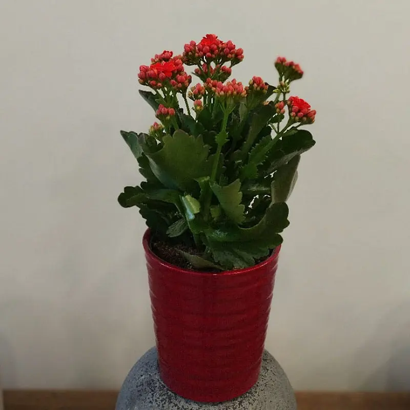 L'Artisan Floral Parisien, Fresnes : Calandiva en pot, couleur au choix