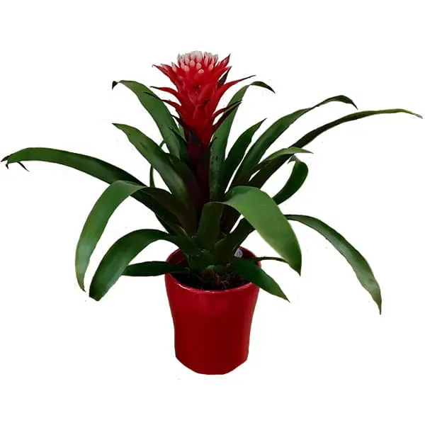 L'Artisan Floral Parisien : Guzmania