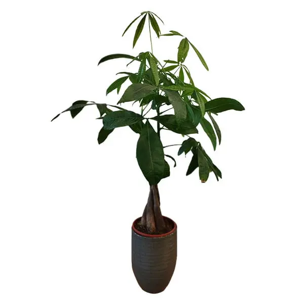 L'Artisan Floral Parisien, Fresnes : plante verte en pot : Pachira