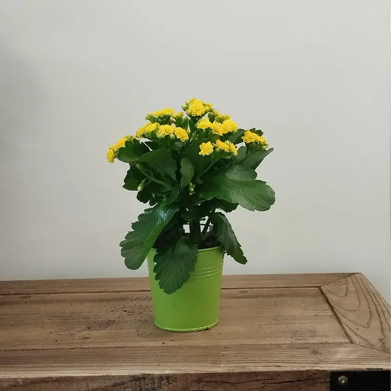 L'Artisan Floral Parisien Fresnes : Bégonia avec racines