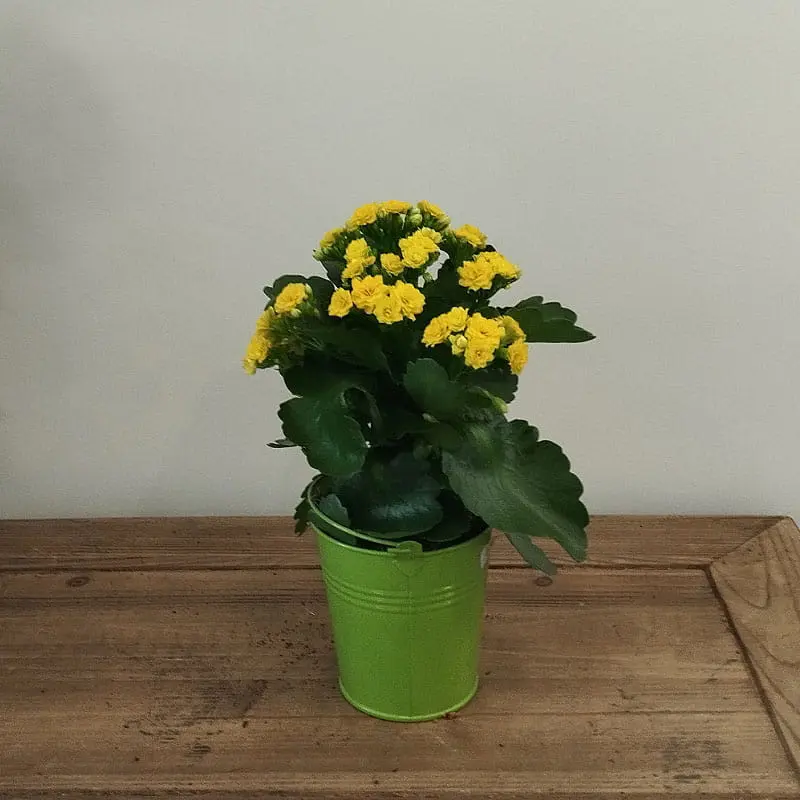 L'Artisan Floral Parisien Fresnes : Bégonia jaune