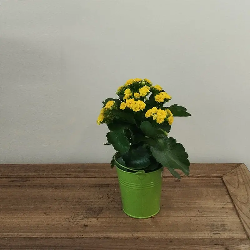 L'Artisan Floral Parisien Fresnes : plante Bégonia