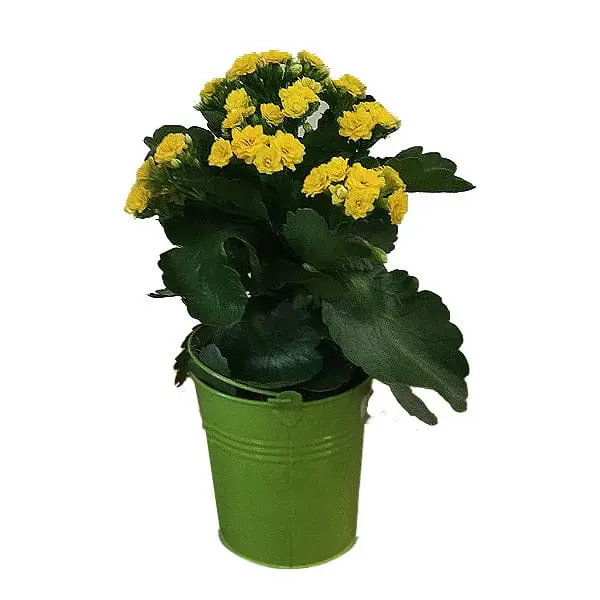 L'Artisan Floral Parisien Fresnes : pot Bégonia