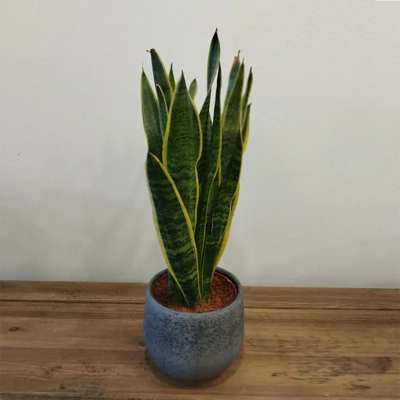 L'Artisan Floral Parisien, Fresnes : Sansevieria Laurentii plante en pot