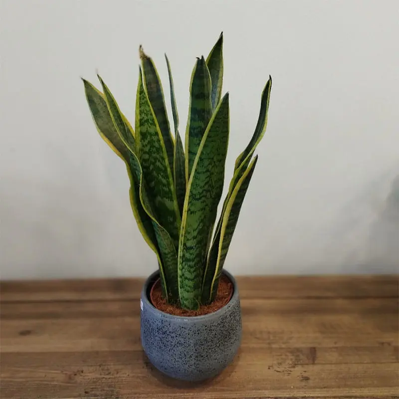 L'Artisan Floral Parisien, Fresnes : plante en pot - Sansevieria Laurentii