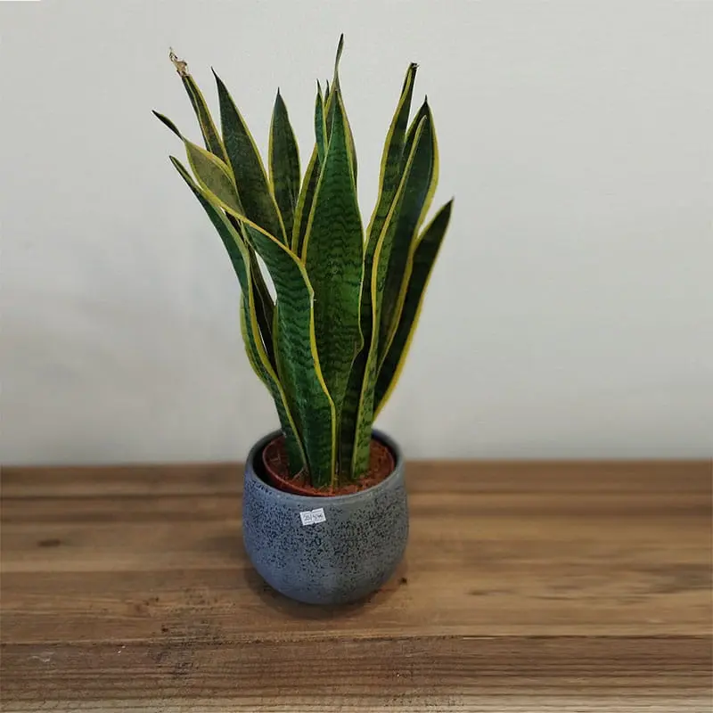 L'Artisan Floral Parisien, Fresnes : plante verte en pot - Sansevieria Laurentii