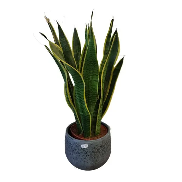 L'Artisan Floral Parisien, Fresnes : Sansevieria Laurentii en pot